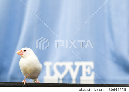 [Java sparrow] Cute Java sparrow from my home 80644356