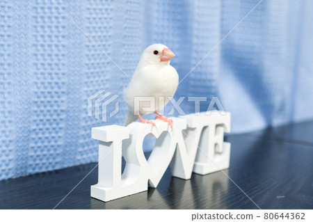 [Buncho]我家的可愛Buncho 80644362