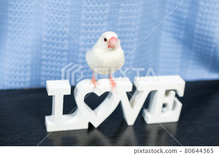 [Buncho]我家的可愛Buncho 80644365