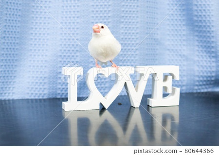 [Buncho]我家的可愛Buncho 80644366