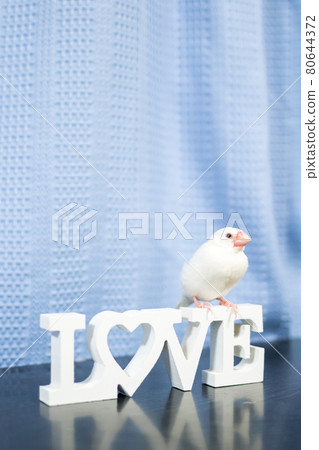 [Buncho]我家的可愛Buncho 80644372