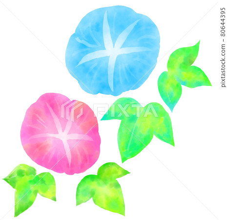 藍色和粉色牽牛花 80644395