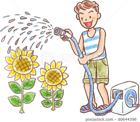 一個穿著夏裝的男人給向日葵澆水 80644396