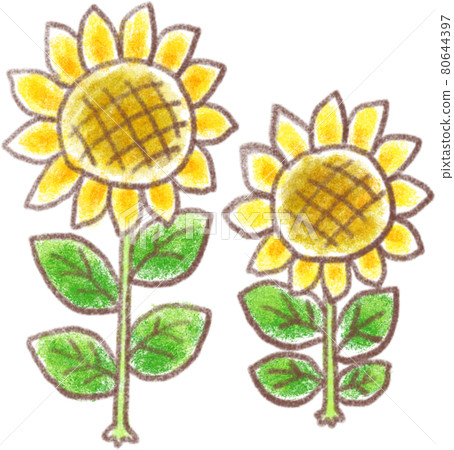 Sunflower flower 80644397