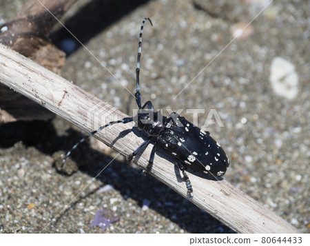 Affiliation 80644433