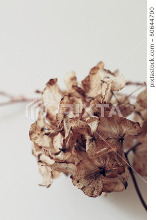 dry brown hydrangea flower, autumn mood wallpaper dry brown hydrangea flower, autumn mood wallpaper 80644700