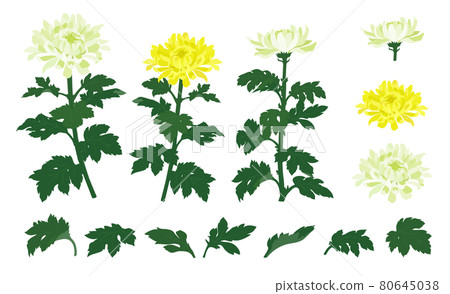 Illustration of white and yellow chrysanthemum flowers 80645038