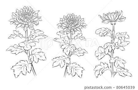 像畫筆一樣的菊花插圖 80645039