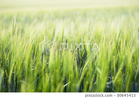 Swaying green field on sunny day in the Cotswolds Swaying green field on sunny day in the Cotswolds 80645413