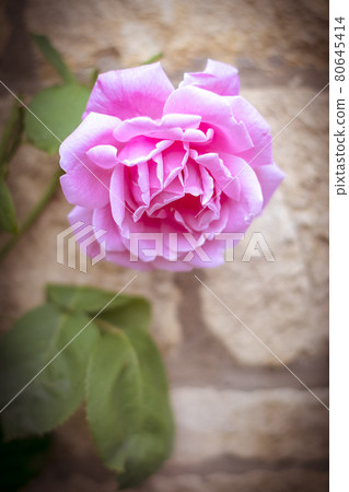 Pink rose in full bloom in Cotswolds Pink rose in full bloom in Cotswolds 80645414