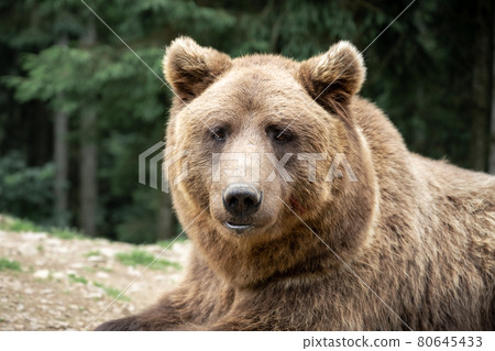 Brown wild bear portrait in green summer forest Brown wild bear portrait in green summer forest 80645433