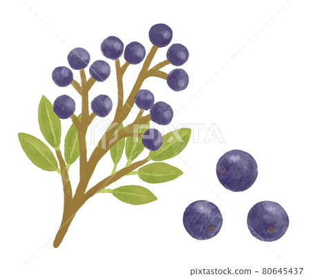 彩色鉛筆手繪秋樹堅果沙林白果插畫 80645437