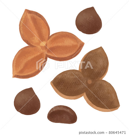 Illustration of camellia nuts hand-painted with colored pencils Illustration of camellia nuts hand-painted with colored pencils 80645471