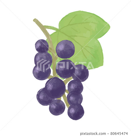 Illustration of hand-painted colored pencils, autumn nuts, and vines 80645474
