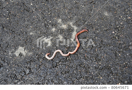 Red earthworm it live bait for fishing isolated on dark background 80645671