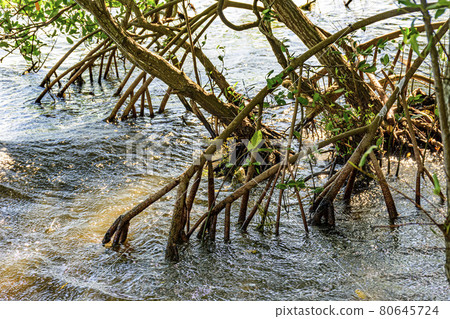 Dense vegetation in the tropical mangrove forest with its roots in water 80645724
