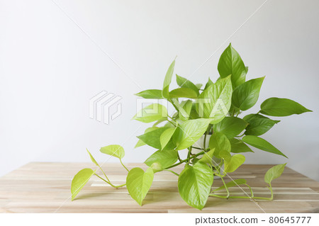 Bunting lime Golden Pothos green plant on wooden table with white wall Bunting lime Golden Pothos green plant on wooden table with white wall 80645777