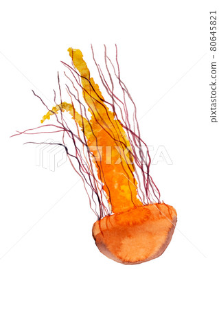 Watercolor hand drawing of orange jellyfish isolated on white background. Inhabitant of sea and ocean element for print or sticker. 80645821