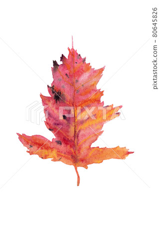 Red gradient autumn maple leaf painted in watercolor on white. 80645826