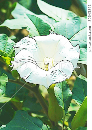 Pastel style "Datura" illustration image Pastel style "Datura" illustration image 80645861