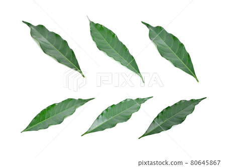 Green leaf isolated on white background 80645867
