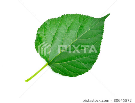 Green leaf isolated on white background Green leaf isolated on white background 80645872