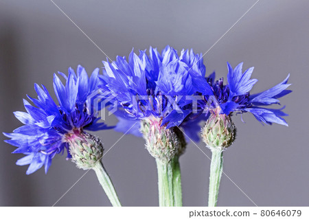 Flowers of blue cornflowers large 80646079
