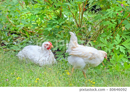 Two white chickens in summer garden 80646092