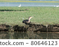 Greece, Lake Kerkini,.great cormorant resting on the grass 80646123