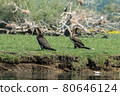 Greece, Lake Kerkini, two great cormorants 80646124
