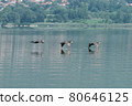 Greece, Lake Kerkini, three great cormorants in flight and their reflection 80646125