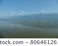 Greece, Lake Kerkini, large group of great cormorants in flight 80646126