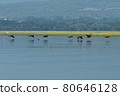 Greece, Lake Kerkini, group of great cormorants in flight at water level 80646128