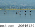 Greece, Lake Kerkini, group of great cormorants in flight and their reflection 80646129