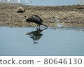 Greece, Lake Kerkini, great cormorant taking off 80646130