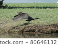 Greece, Lake Kerkini,.great cormorant taking flight 80646132