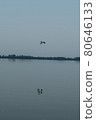 Greece, lake Kerkini, great cormorant in flight over lake Kerkini 80646133