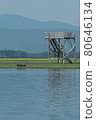 Greece, Lake Kerkini, great cormorant drying its feathers 80646134