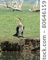 Greece, Kerkini lake, large cormorant on the low side 80646159