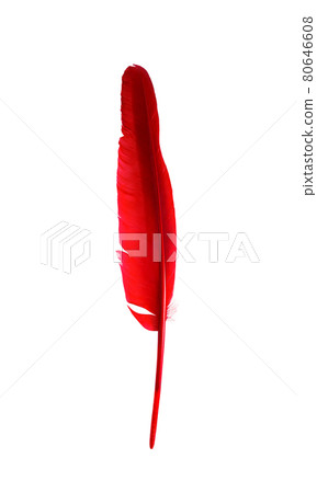 Feather one of the symbols of bird, flight and freedom. Isolated on white background. 80646608