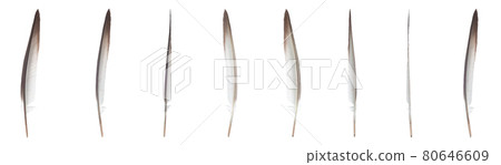 Feather one of the symbols of bird, flight and freedom. Isolated on white background. 80646609