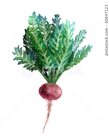 Maca watercolor illustration 80647123