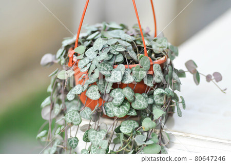 Chain of Heart , String of Heart or Collar of hearts or rosary vine or hearts on a string or sweetheart vine or . Chain of Heart , String of Heart or Collar of hearts or rosary vine or hearts on a string or sweetheart vine or . 80647246