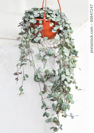 Chain of Heart , String of Heart or Collar of hearts or rosary vine or sweetheart vine or .Ceropegia woodii Chain of Heart , String of Heart or Collar of hearts or rosary vine or sweetheart vine or .Ceropegia woodii 80647247