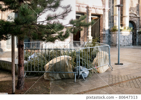 Used Christmas trees behind the fence in France 80647313