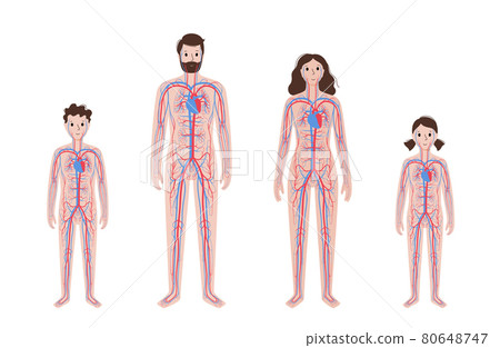 Human circulatory system 80648747
