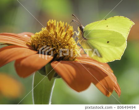 Gonepteryx cleopatra or Cleopatra butterfly collect pollen from red flower. Bright and colorful insect on blooming plant. Summer natural background. 80649494