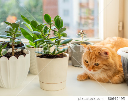 Cute ginger cat lying on window sill among flower pots with houseplants. Fluffy domestic animal near succulent Crassula plants. Cozy home lit with sunlight. 80649495