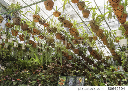 Greenhouse with hanging clay pots. Special flower pots with holes for aerial roots of tropical plants and orchids. Greenhouse with hanging clay pots. Special flower pots with holes for aerial roots of tropical plants and orchids. 80649504