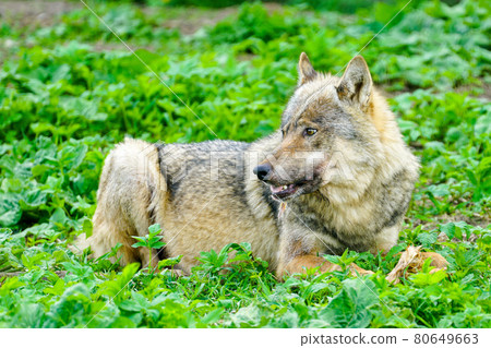 european gray wolf eats meat in a natural environment in the forest 80649663